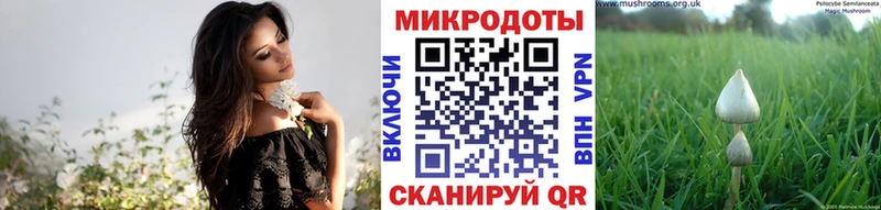 даркнет сайт Армавир Псилоцибиновые грибы Psilocybine cubensis